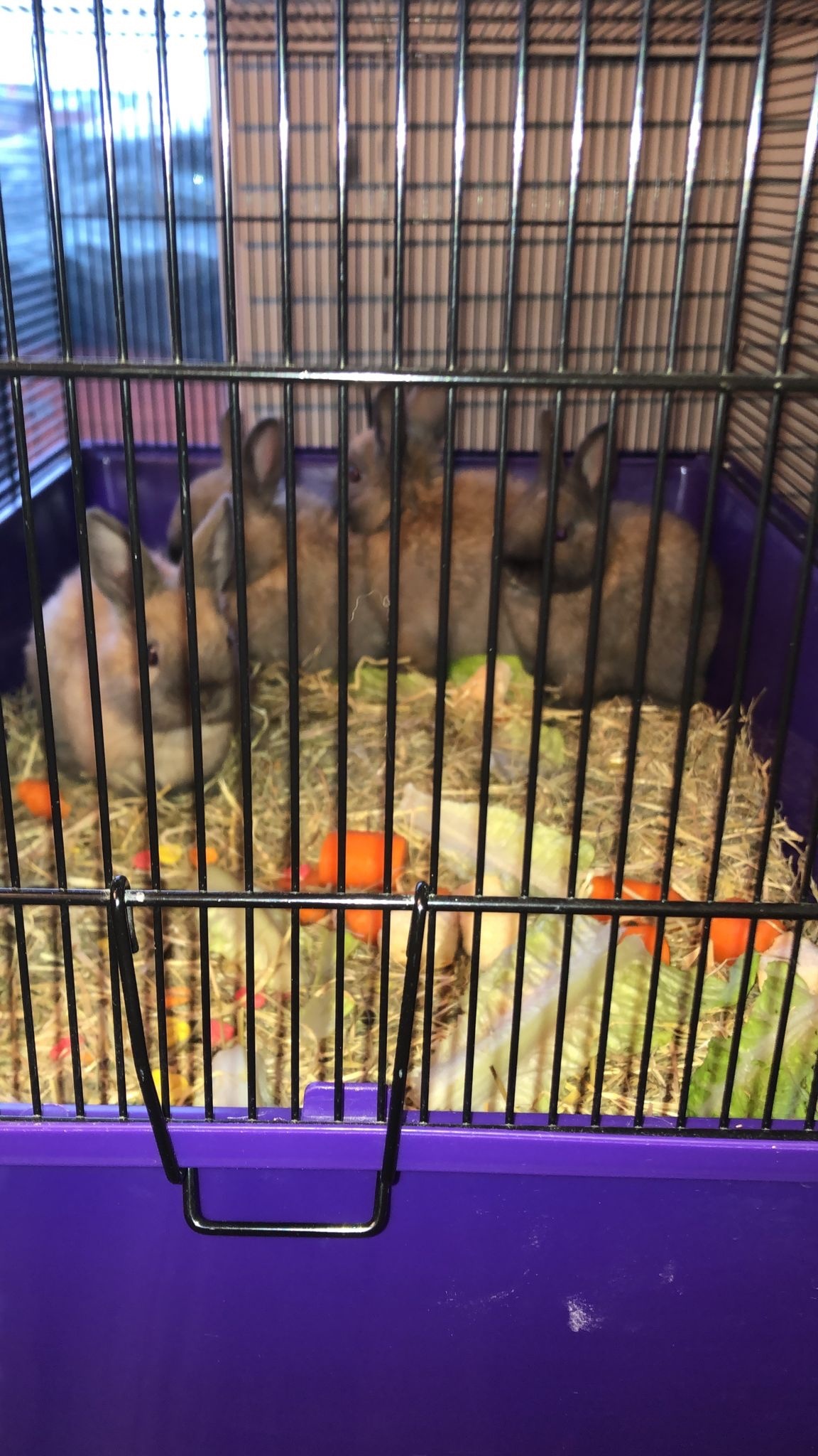 Dwarf rabbits and hutch - {CATEGORY}