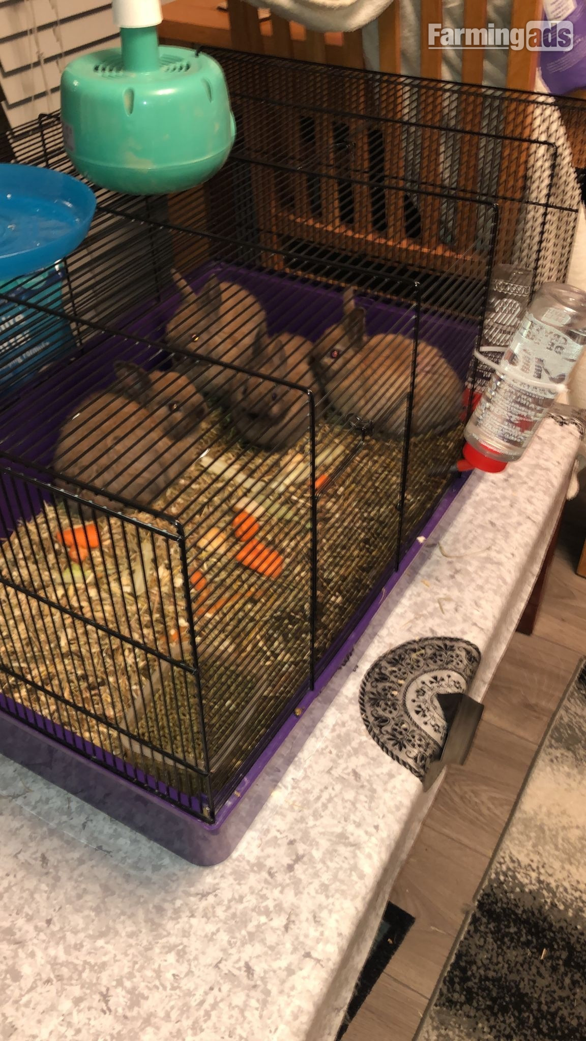 Dwarf rabbits and hutch - {CATEGORY}