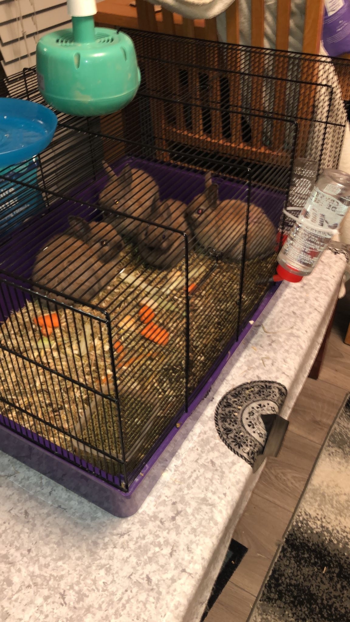 Dwarf rabbits and hutch - {CATEGORY}