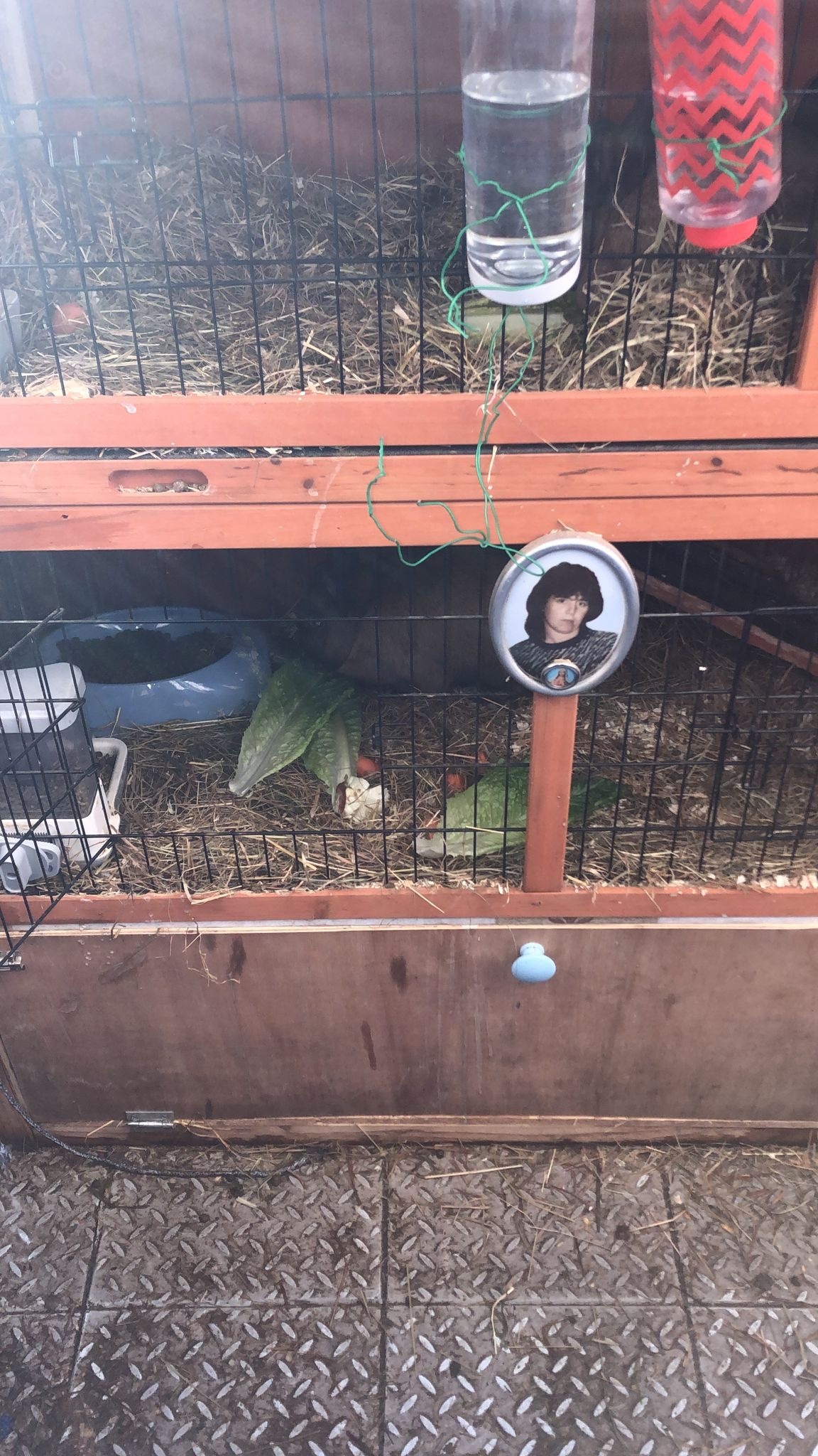 Dwarf rabbits and hutch 