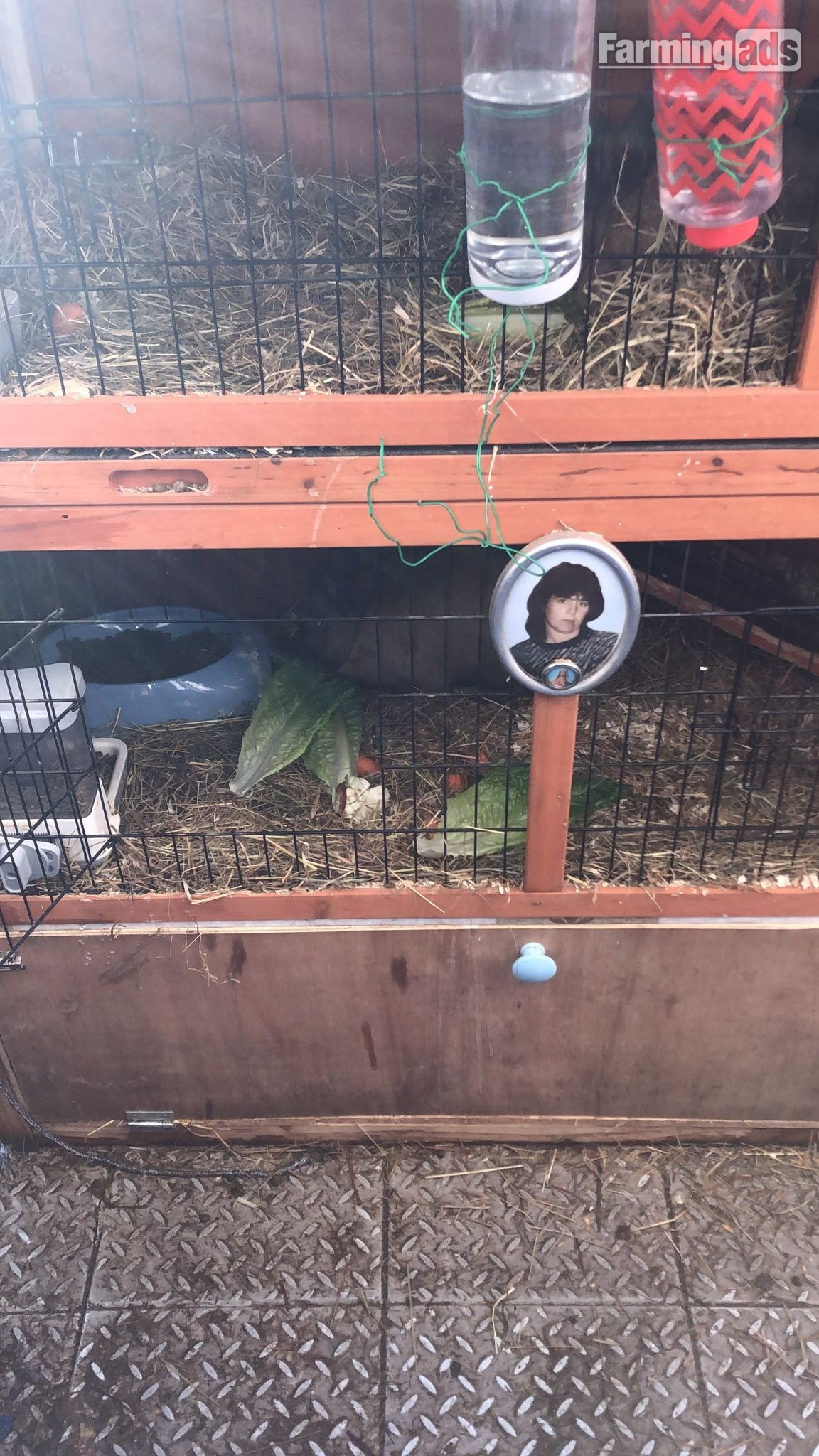 Dwarf rabbits and hutch 
