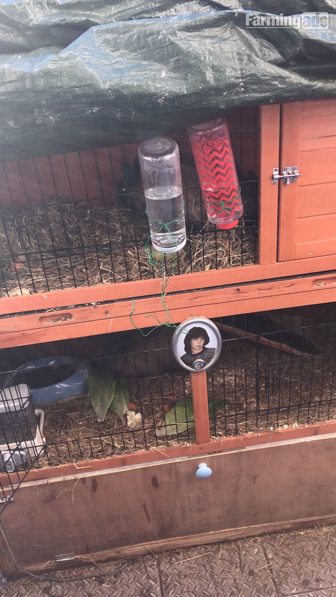 {CATEGORY} - Dwarf rabbits and hutch