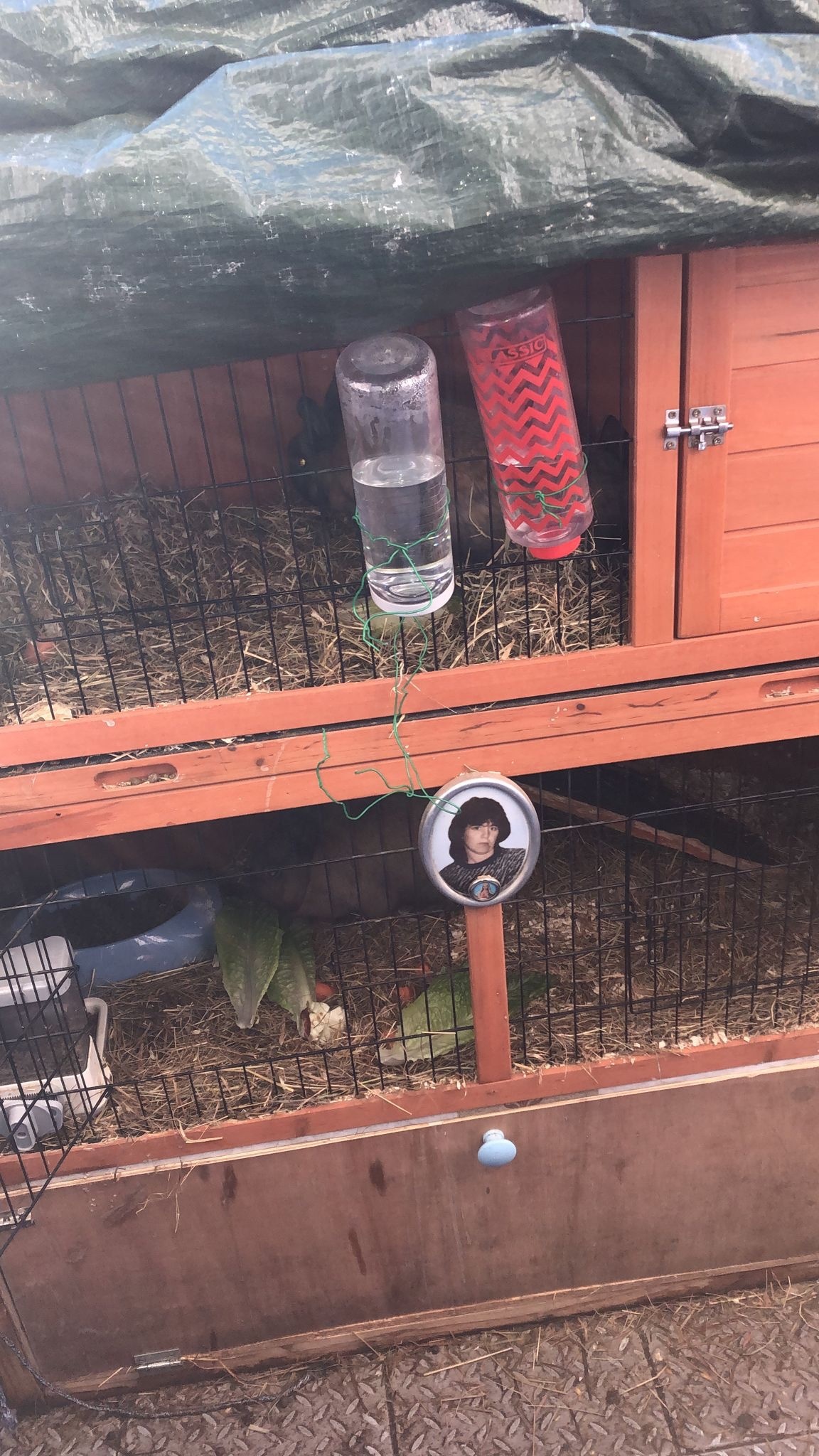 {CATEGORY} - Dwarf rabbits and hutch