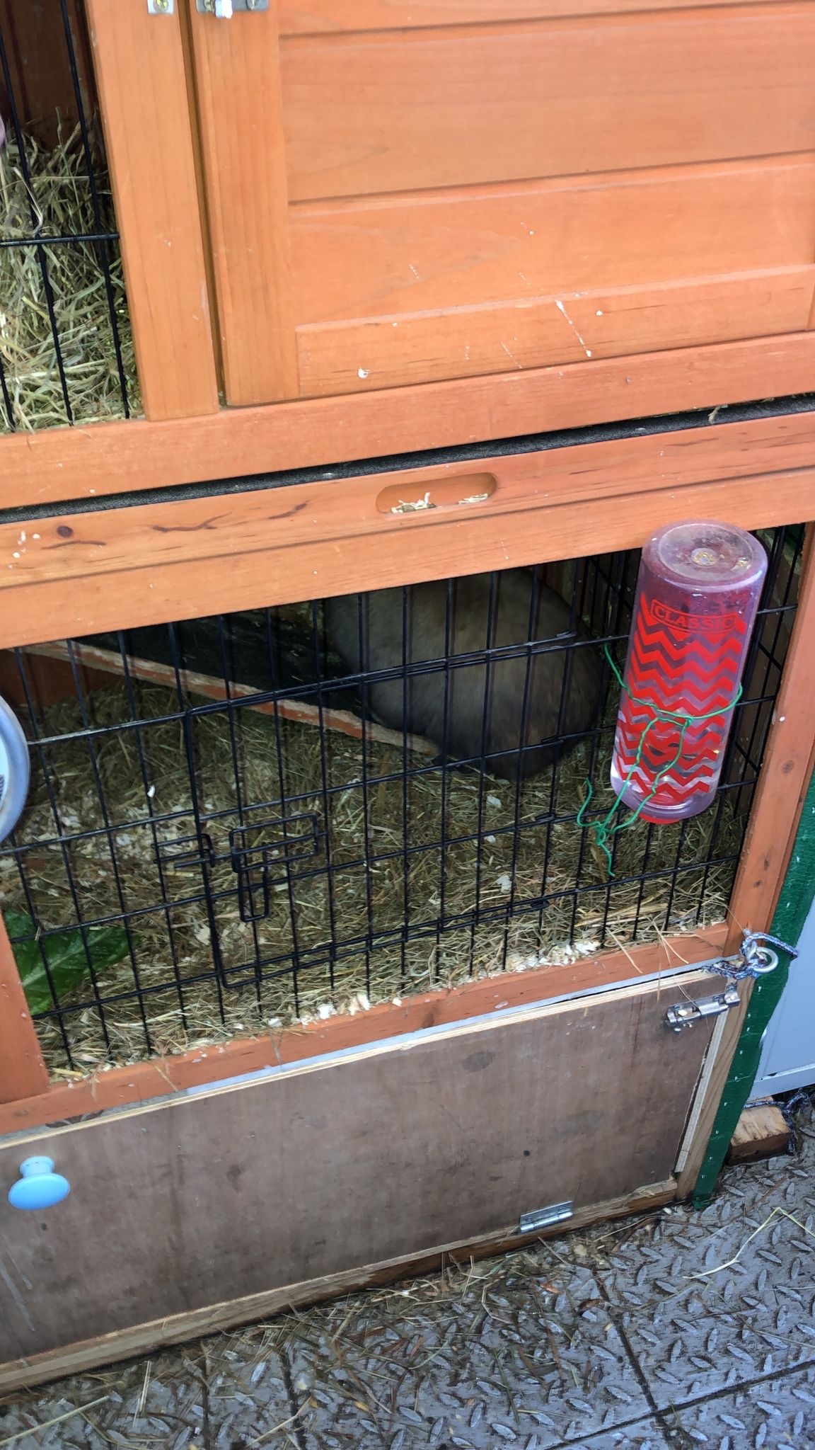 {CATEGORY} - Dwarf rabbits and hutch