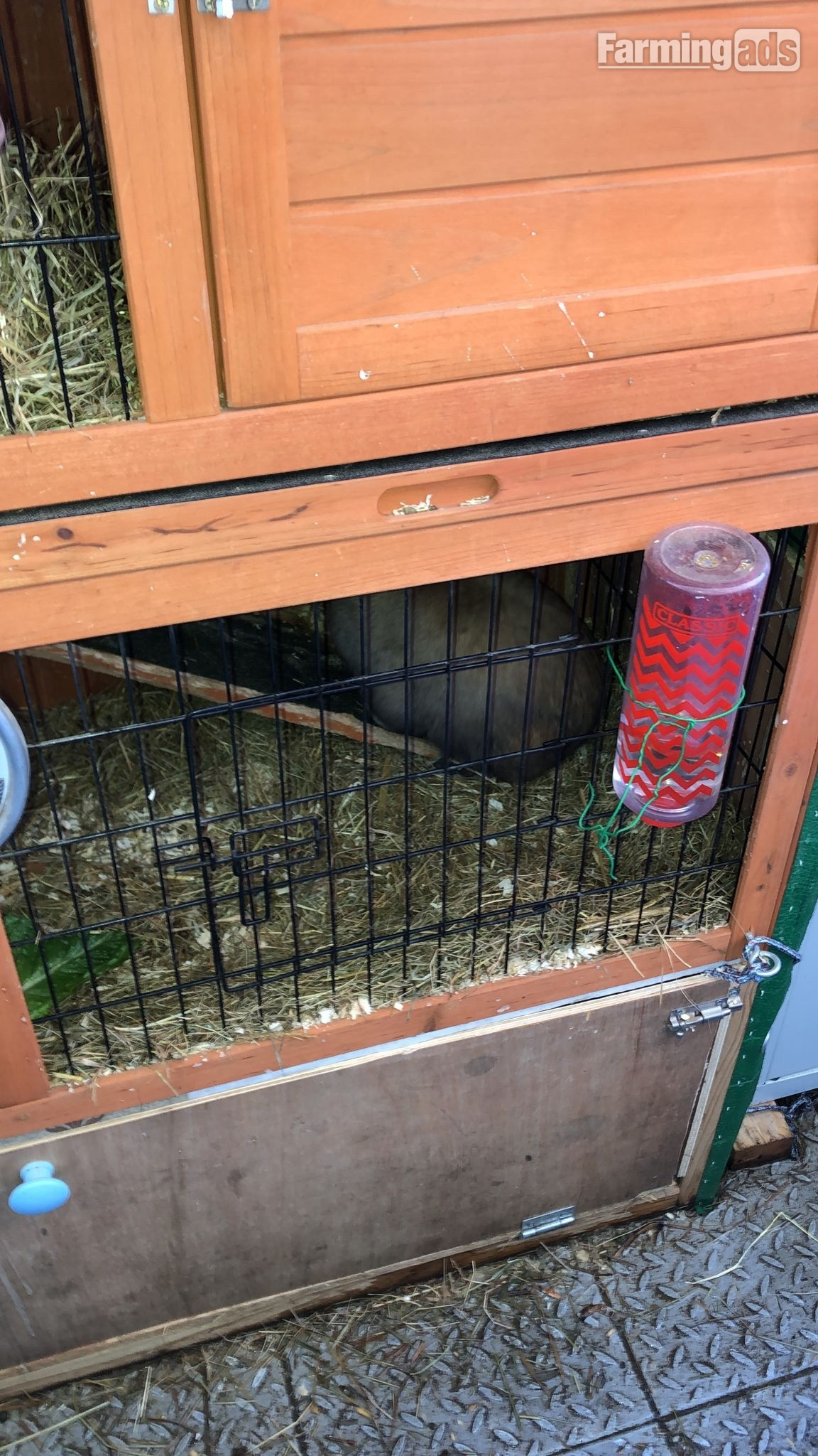 {CATEGORY} - Dwarf rabbits and hutch
