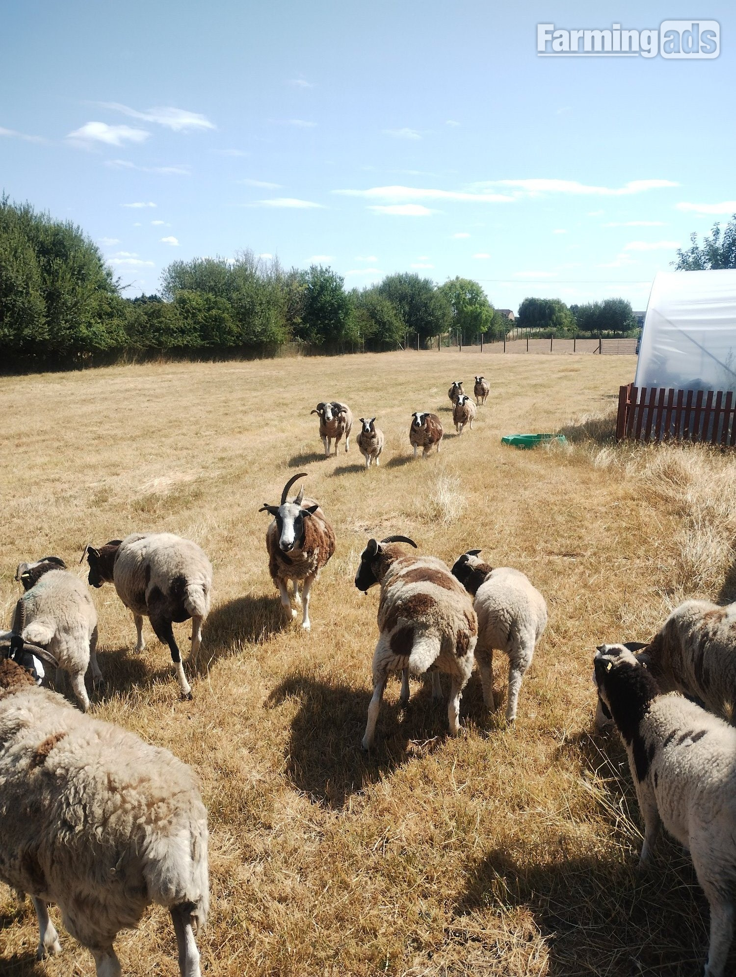 7 pure bred Jacobs sheep available