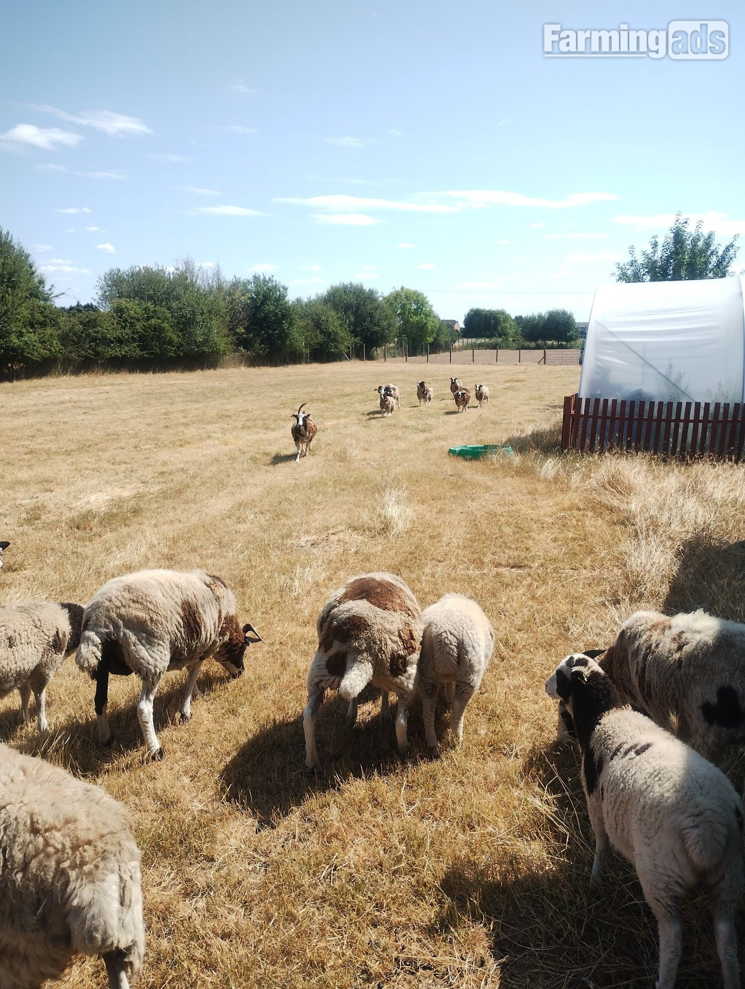 7 pure bred Jacobs sheep available