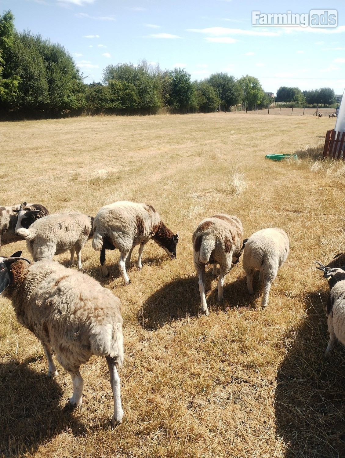  7 pure bred Jacobs sheep available