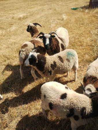 7 pure bred Jacobs sheep available