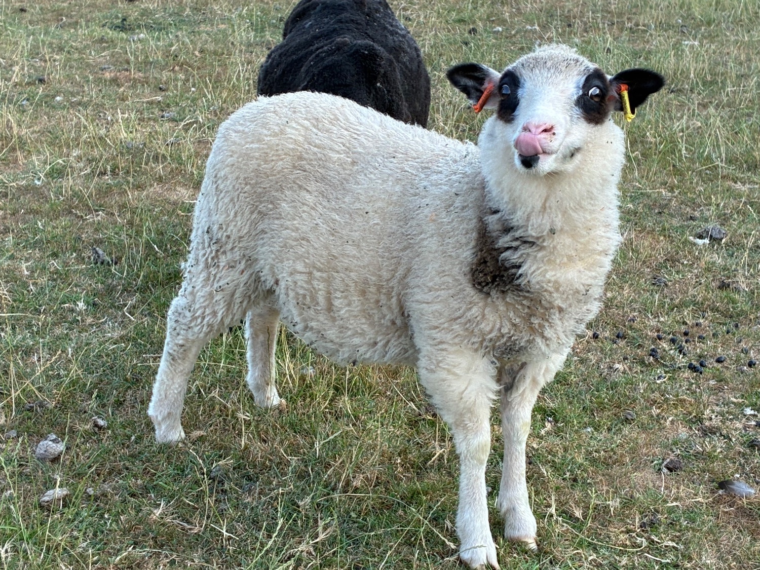 Shetland sheep wethers (castrated rams) for sale 