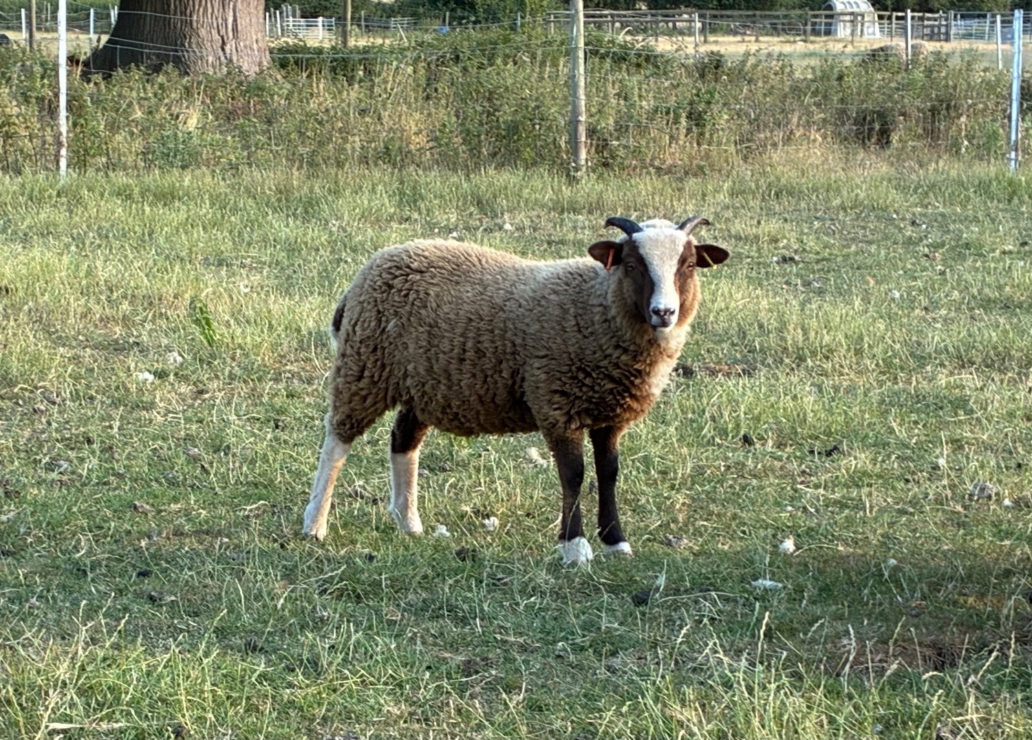 Shetland sheep wethers (castrated rams) for sale  - {CATEGORY}