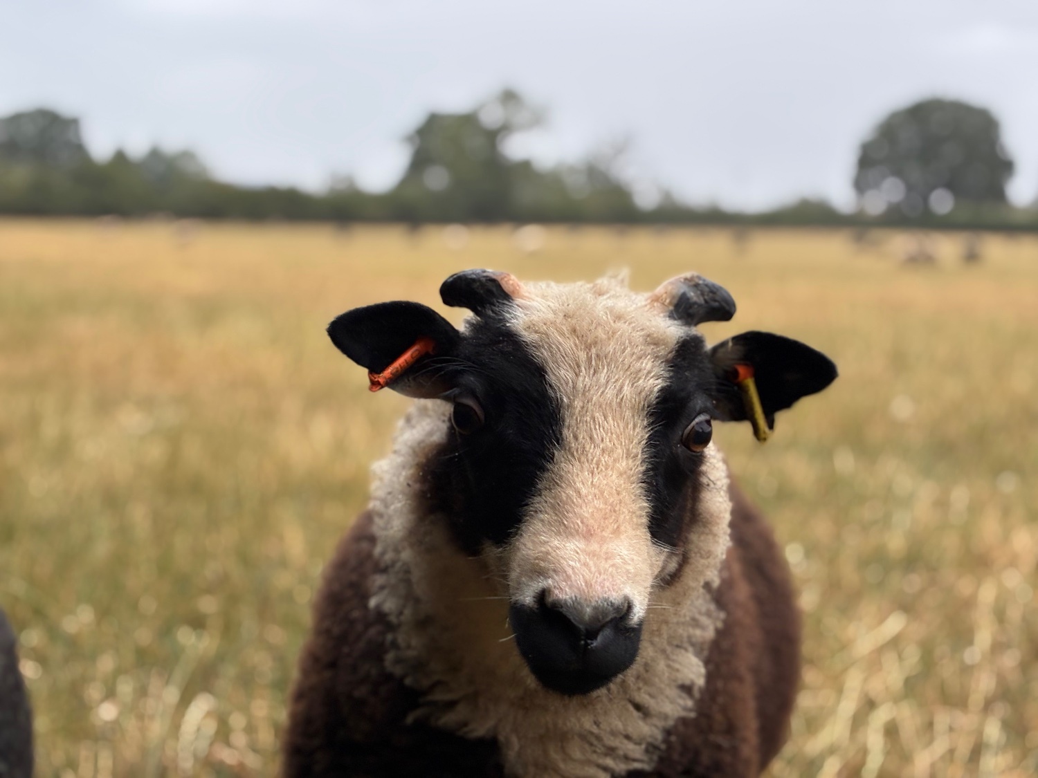 Shetland sheep wethers (castrated rams) for sale  - {CATEGORY}