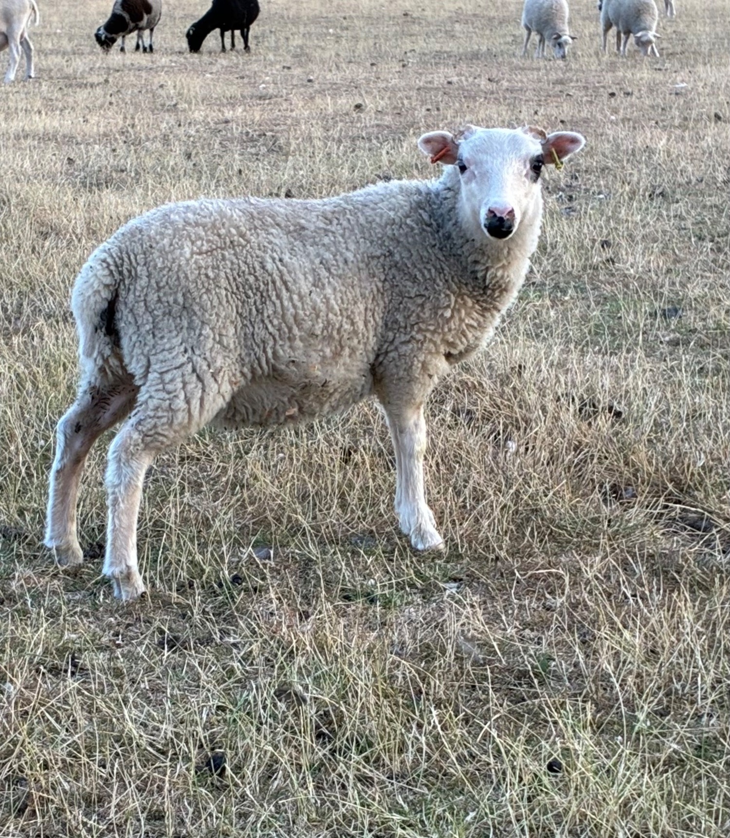 Shetland sheep wethers (castrated rams) for sale  
