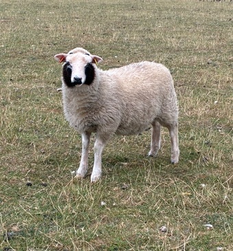 Shetland sheep wethers (castrated rams) for sale 