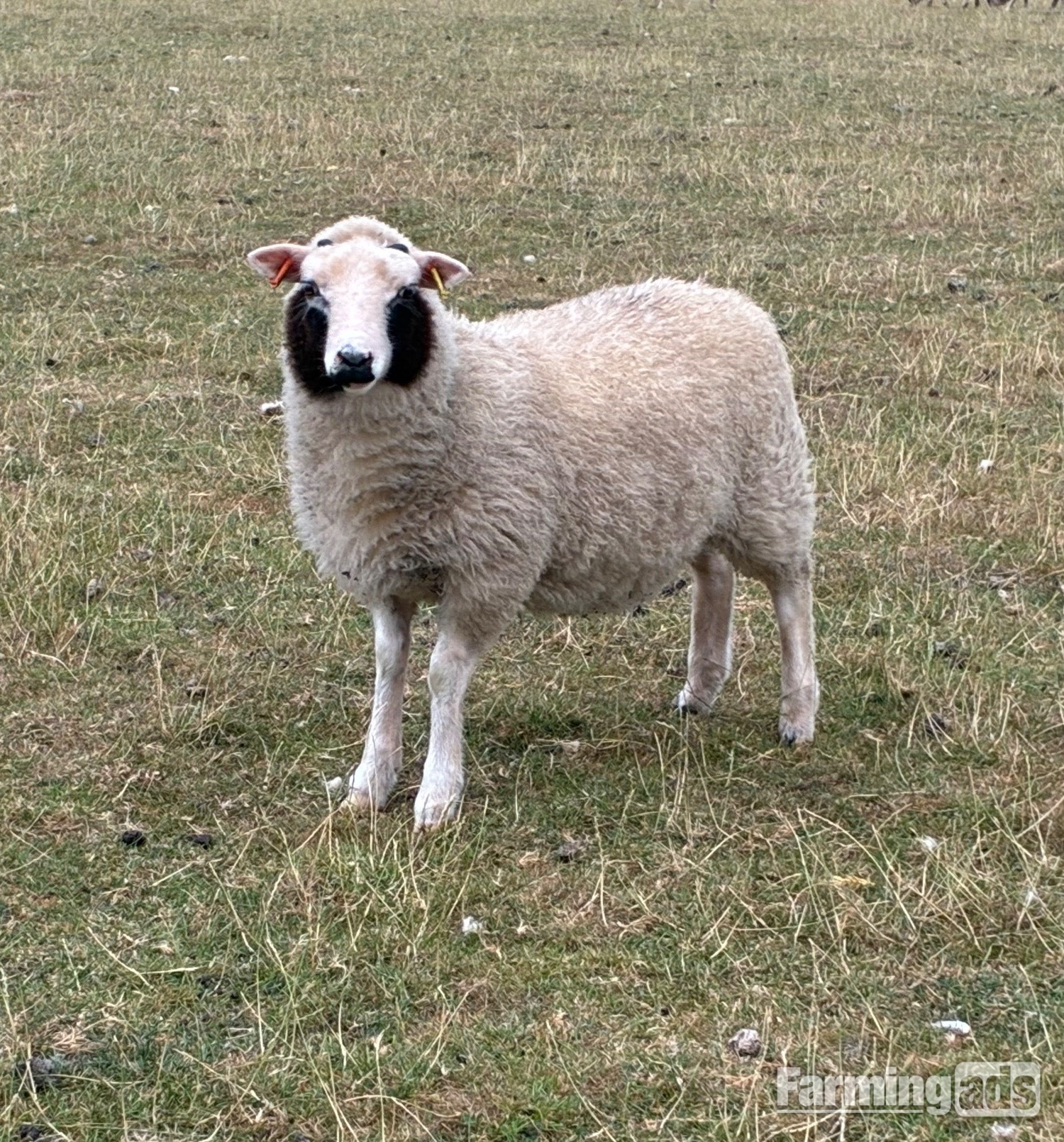 Shetland sheep wethers (castrated rams) for sale 