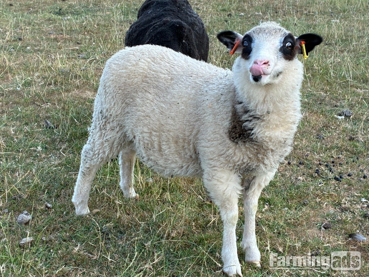 Shetland sheep wethers (castrated rams) for sale 