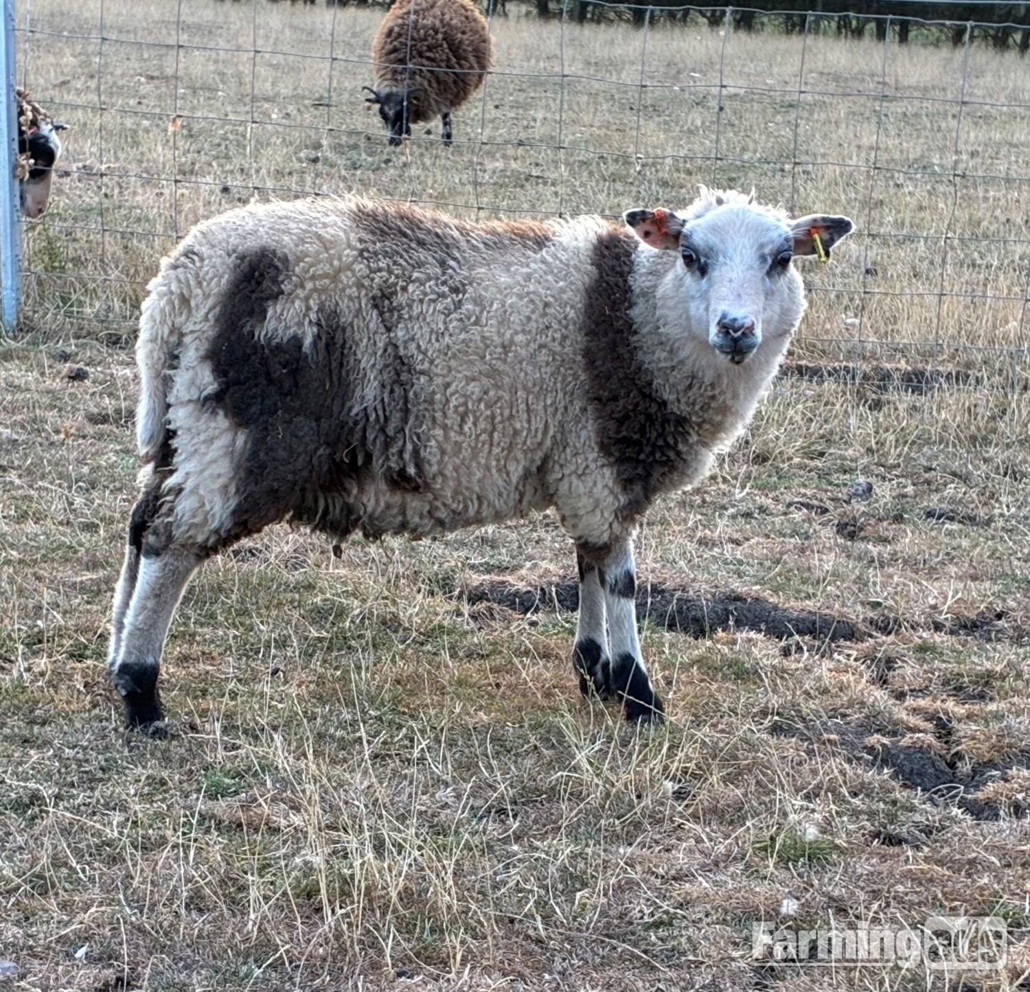  Shetland sheep wethers (castrated rams) for sale 