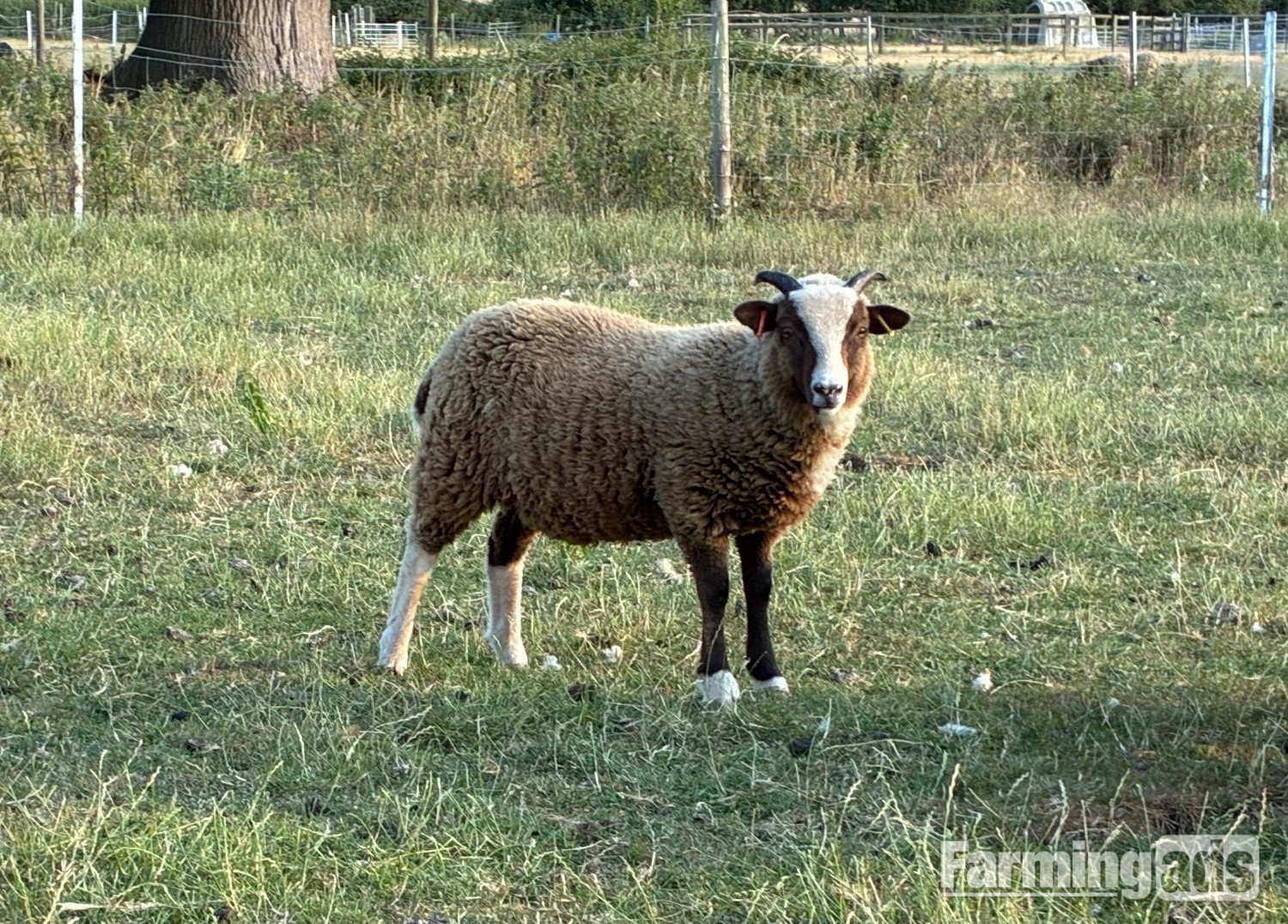 Shetland sheep wethers (castrated rams) for sale  - {CATEGORY}