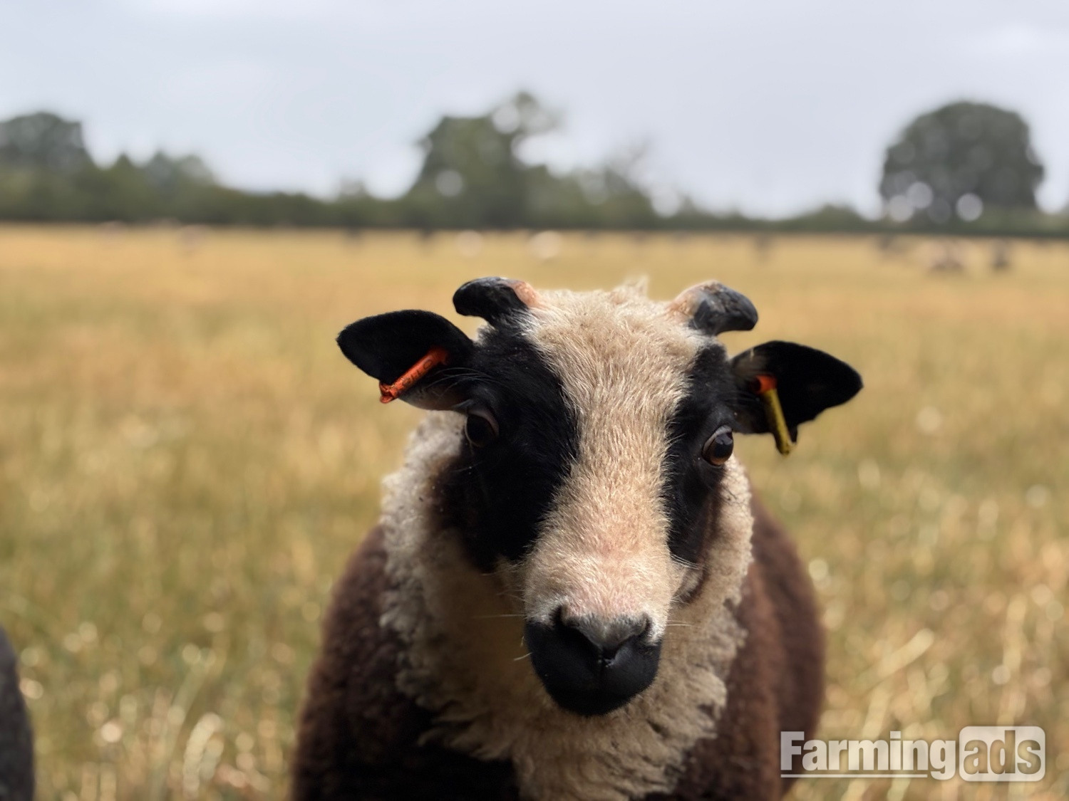 Shetland sheep wethers (castrated rams) for sale  - {CATEGORY}