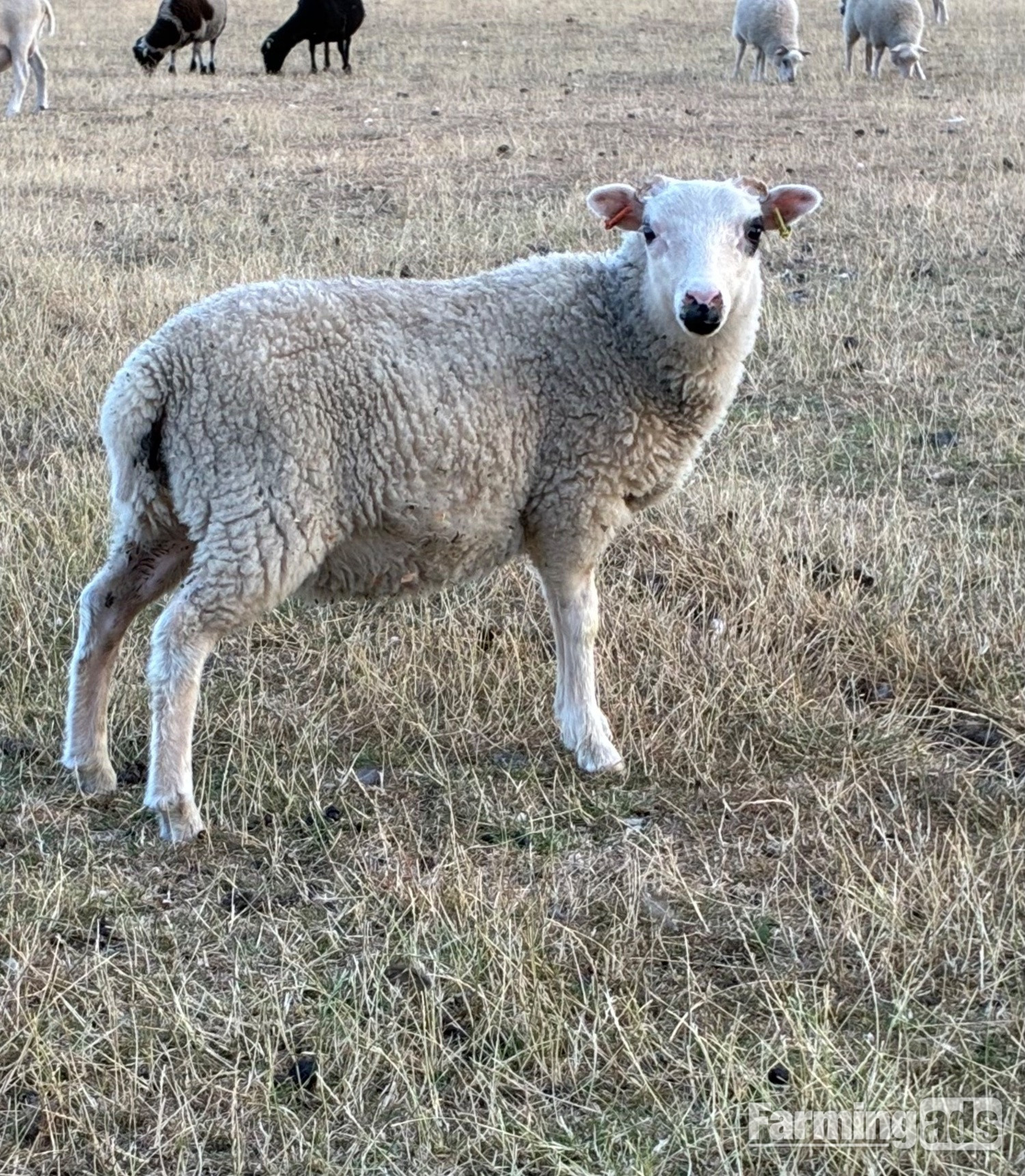 Shetland sheep wethers (castrated rams) for sale  