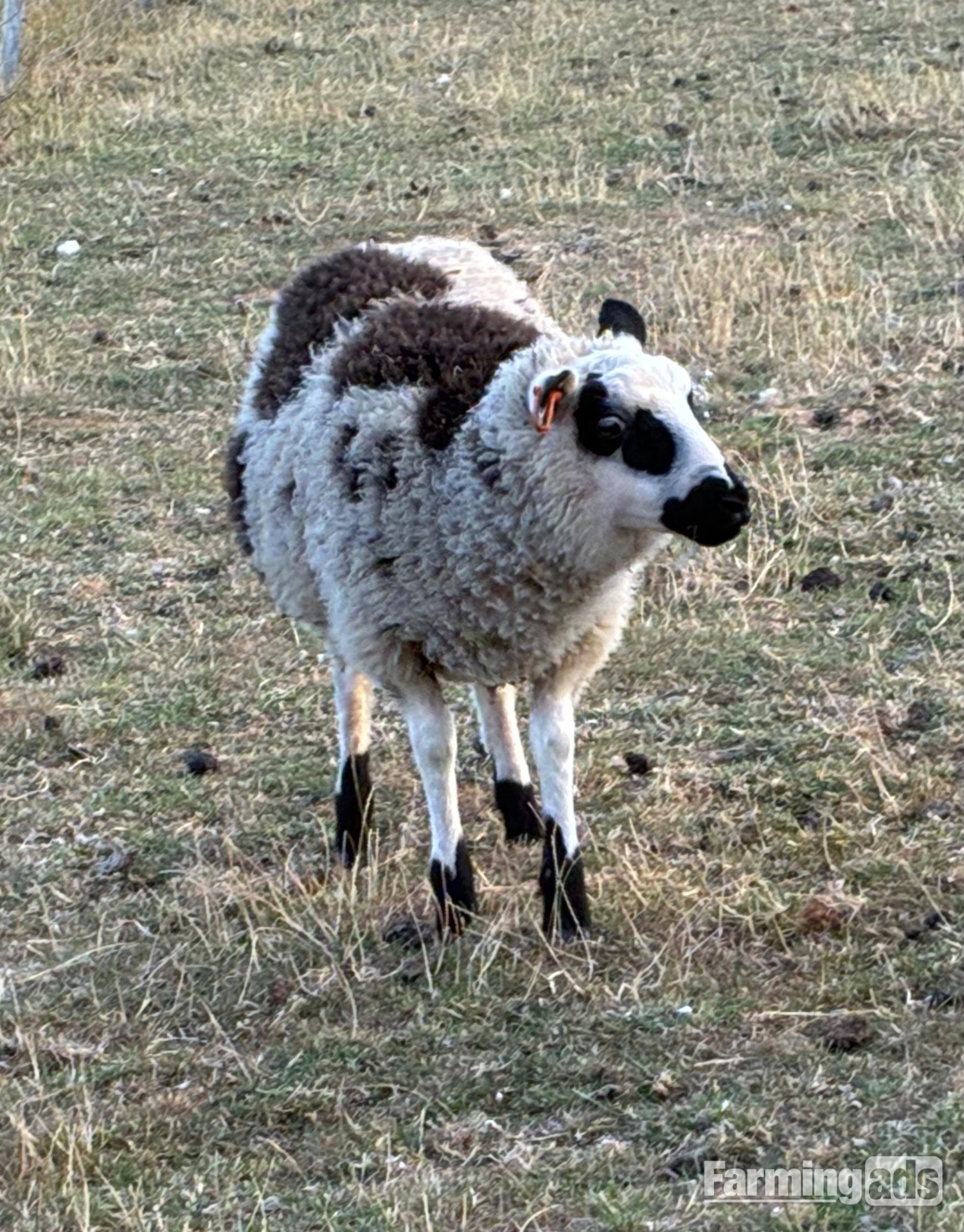 {CATEGORY} - Shetland sheep wethers (castrated rams) for sale 