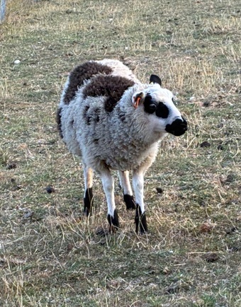 Shetland sheep wethers (castrated rams) for sale 