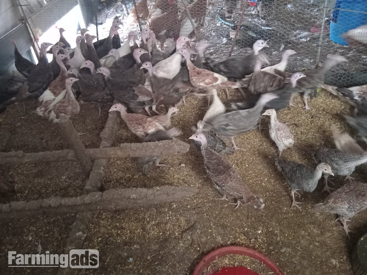 Off heat 6wk+ turkey poults, bourbon reds,bronzes