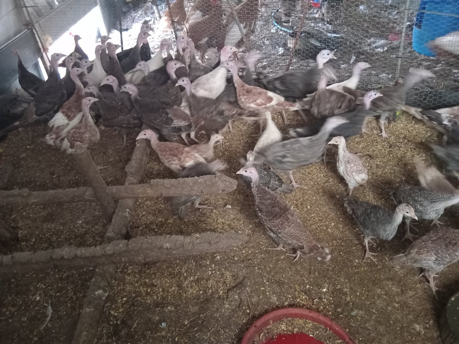 Off heat 6wk+ turkey poults, bourbon reds,bronzes
