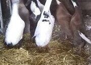 Crested Indian Runner Ducklings