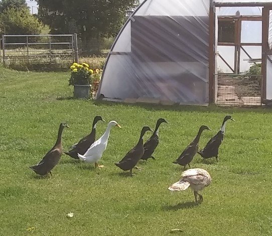Crested Indian Runner Ducklings
