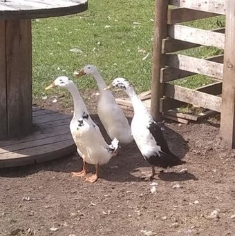 Crested Indian Runner Ducklings