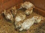 Bourban Red Turket Poults 10 weeks old and ready to go