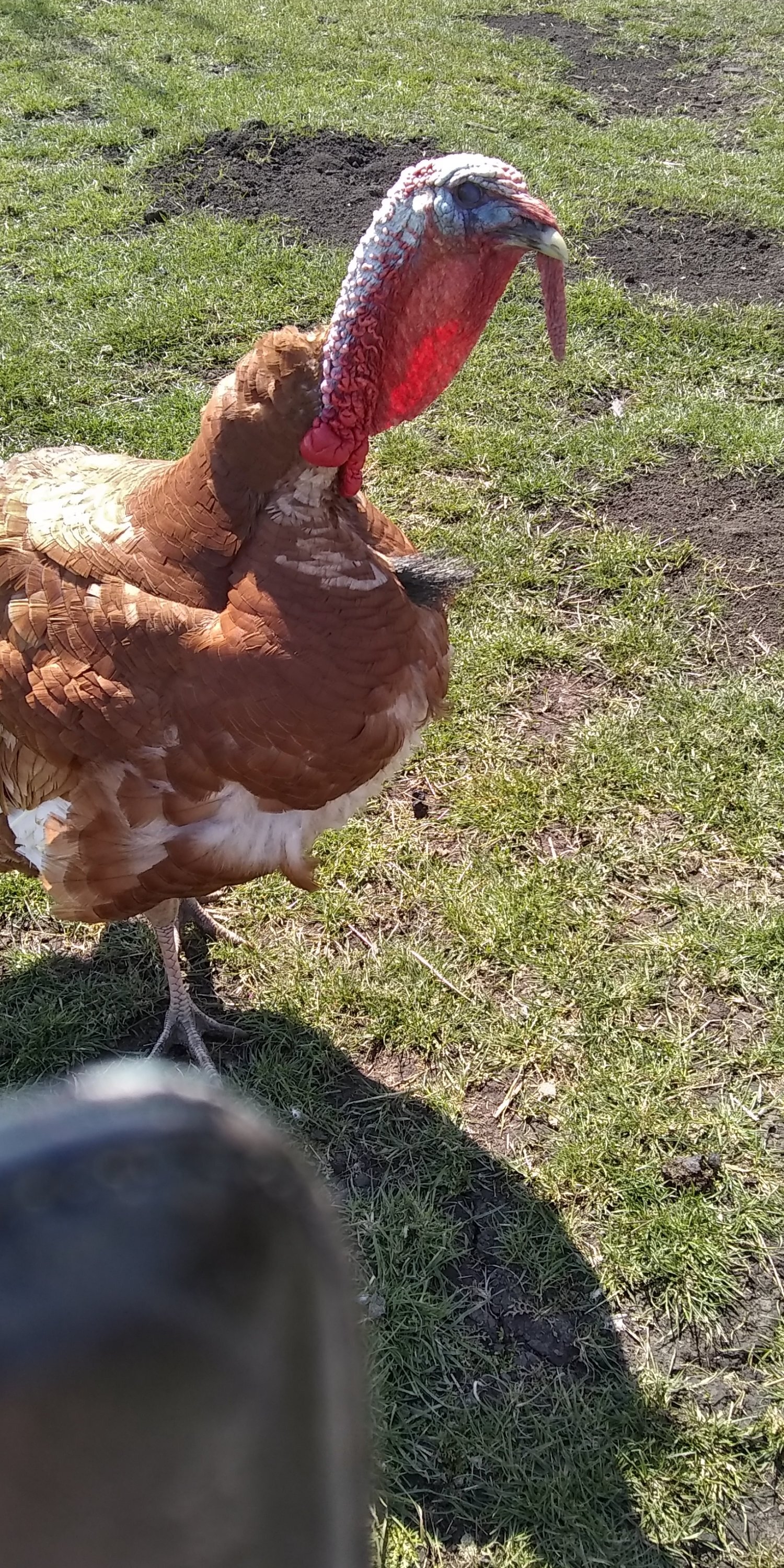 Bourban Red Turket Poults 10 weeks old and ready to go