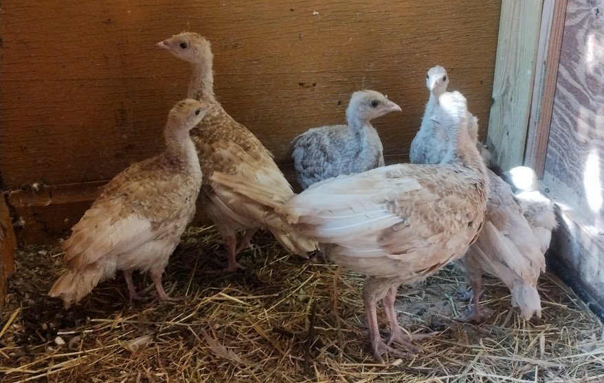  Bourban Red Turket Poults 10 weeks old and ready to go
