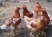 Free Range Bovan Brown chicks available now