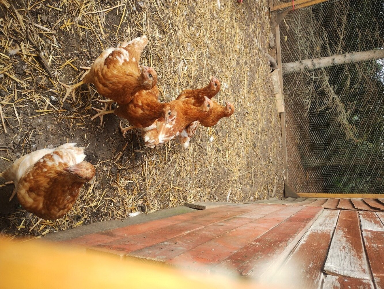 Free Range Bovan Brown chicks available now