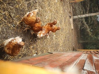Free Range Bovan Brown chicks available now