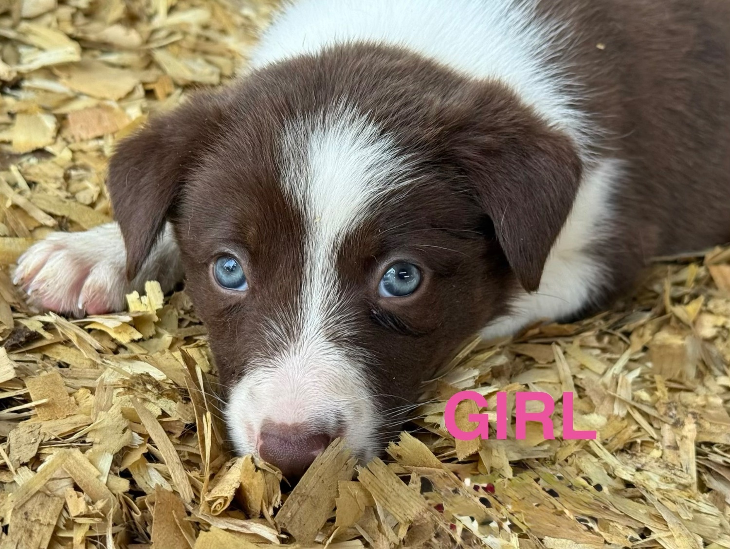Super red working pups, sought after bloodlines