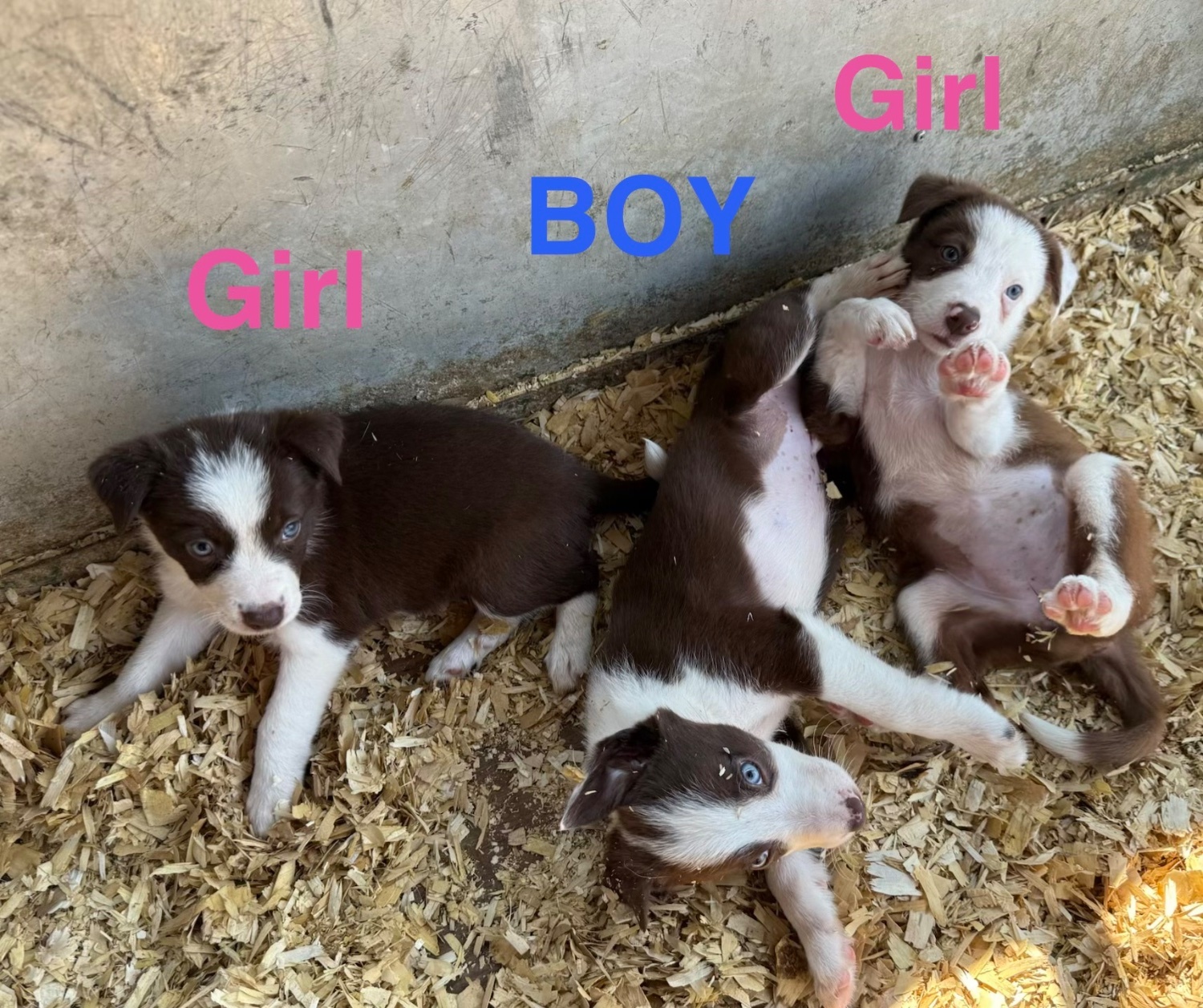  Super red working pups, sought after bloodlines