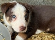Super red working pups, sought after bloodlines