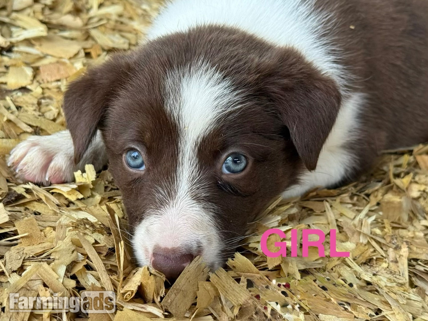 Super red working pups, sought after bloodlines