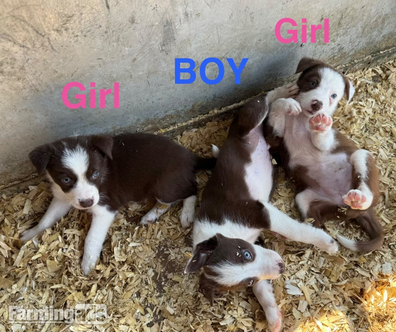  Super red working pups, sought after bloodlines