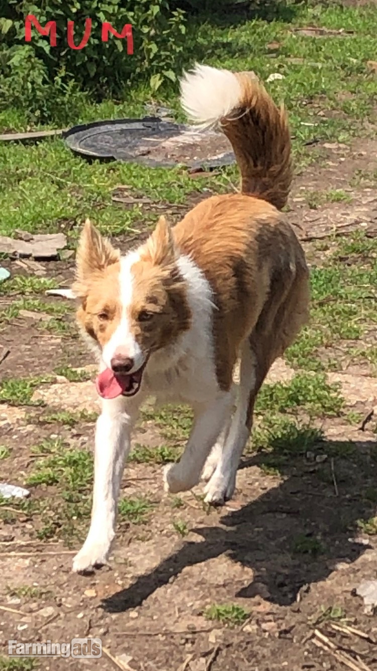 Super red working pups, sought after bloodlines - {CATEGORY}
