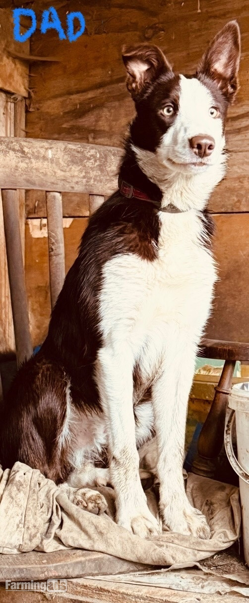 Super red working pups, sought after bloodlines - {CATEGORY}