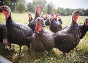Point of lay 6months broad breasted white&bronzes turkey for sale