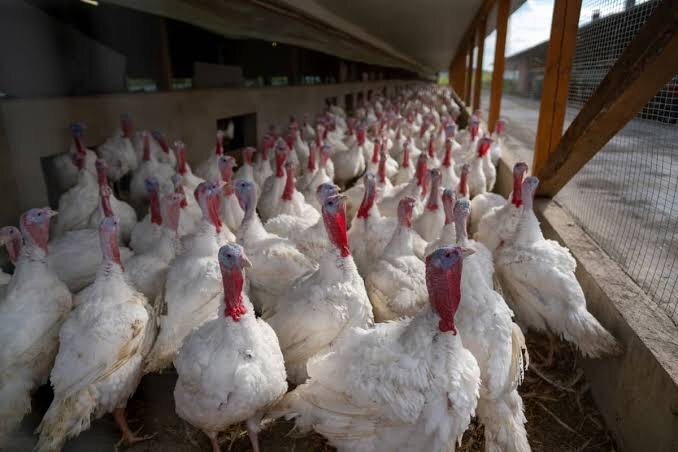 Point of lay 6months broad breasted white&bronzes turkey for sale