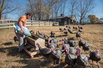 Point of lay 6months broad breasted white&bronzes turkey for sale