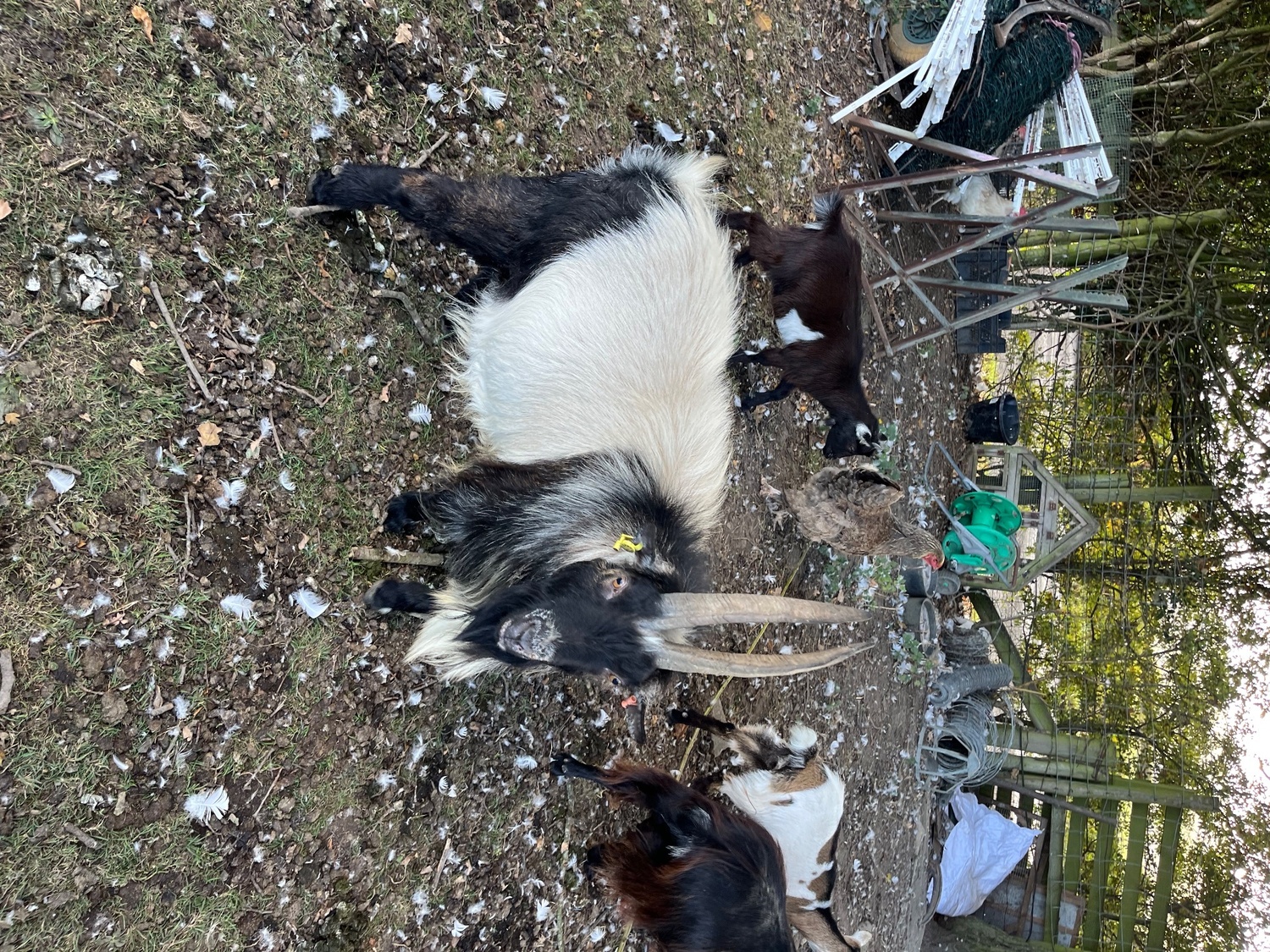 Pygmy billy goat 