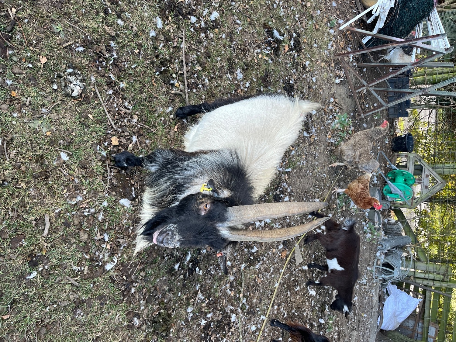  Pygmy billy goat 
