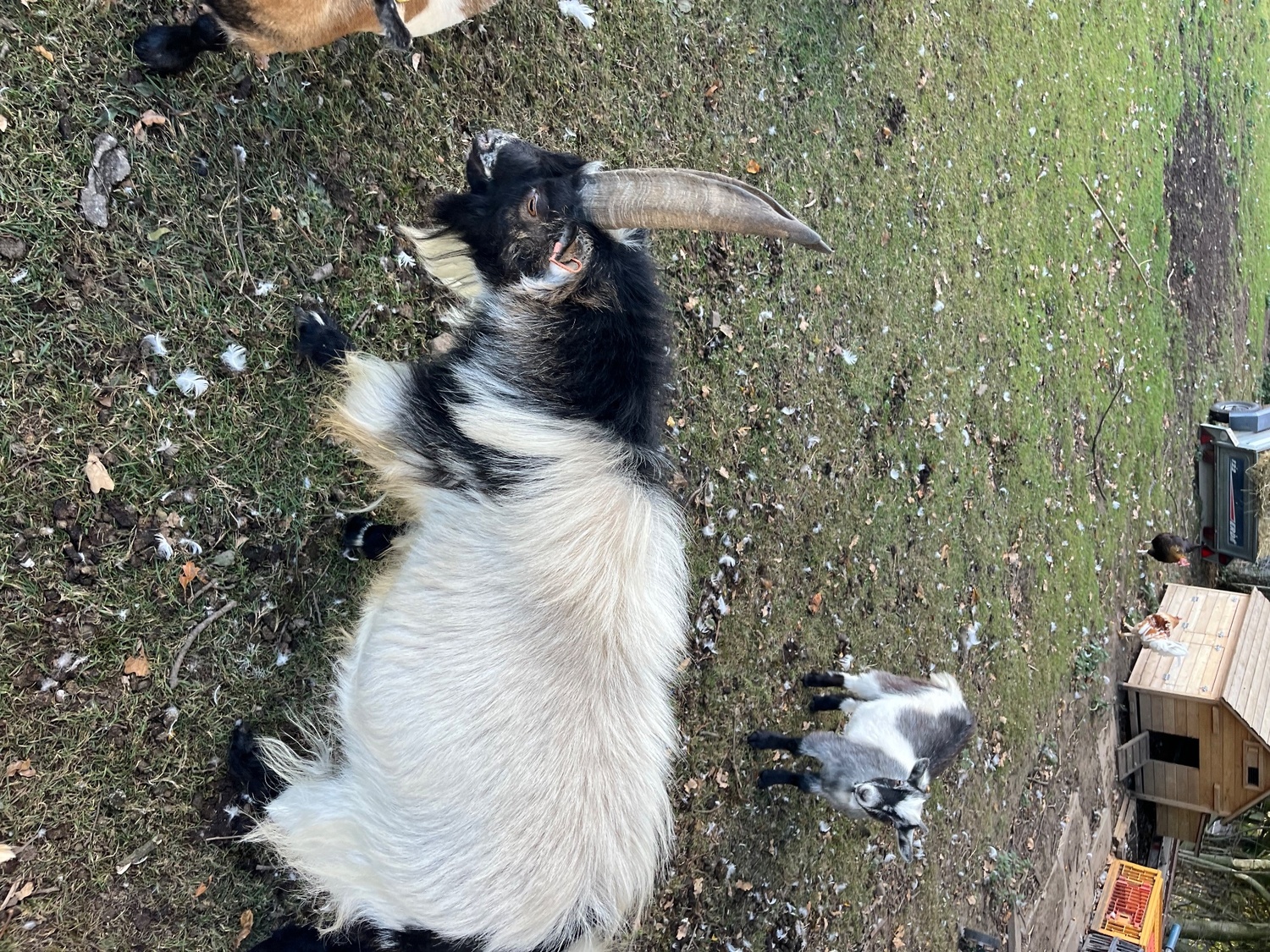 Pygmy billy goat  - {CATEGORY}